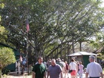 Uncle Chris & Mike under the BIG (third largest in the world) Banyan tree!  