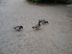 Ducks!  (Paige loved the ducks!)