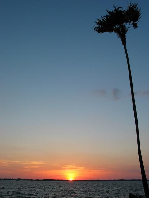 ...another view with the entire Coconut Palm tree in the photo.