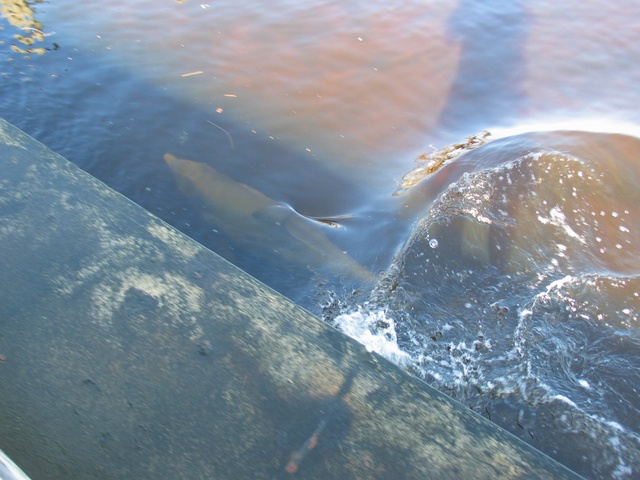 Here he is right by the seawall, he whipped up and down the seawall and at one point had a 12" fish in his mouth (didn't get a photo of that... He was too quick!  Sorry!)