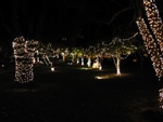 The orange trees were even decorated with lights.