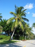 A beautiful coconut palm tilted over the road.