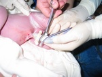 Yep!  Dad didn't faint, and here he is cutting the umbilical cord!