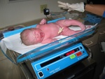 Josie is 19.5", and 8 lbs 3 ounces!