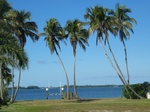 Here's an empty lot with some beautiful coconut palms overlooking the river.