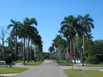 Royal Palm lined street - this isn't McGregor (which is lined with these palms as well) - it's simply tucked away in this neighborhood.