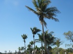 Here's a view of some nice coconut palms.