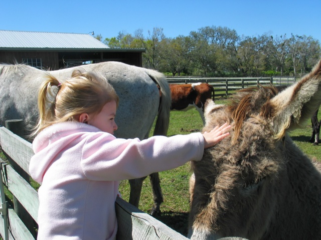 Paige climbed up on the fence and started petting Speedy.