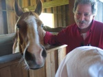 Josie looks at Jetta (the horse) and Alan.