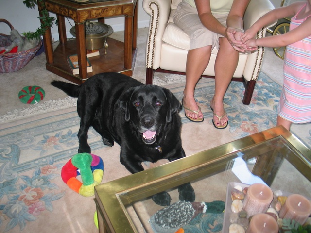 And here's Max!  Becky's boyfriend!  Too bad our doggies had to stay in Florida - they used to love running together (on opposite sides of the fence!)