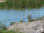 Here's an Ibis and ducks in the background.