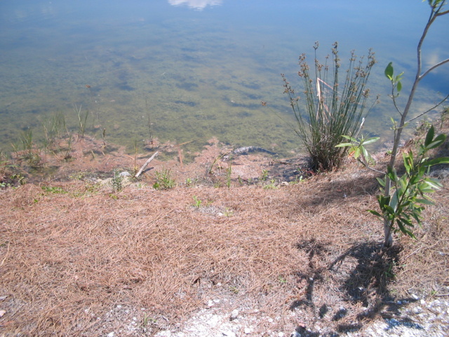 We saw a baby alligator in the water on the way to the train!