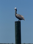 Here's a great shot Renee took of a pelican on one of the pilings by the Riverhouse. ;)  See ya!