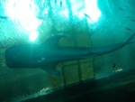 Here's a shot directly below one of the whale sharks - keep in mind it is almost 20 feet long.