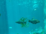 Two grouper (4 to 5 feet long) with a school of fish in tow.