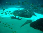 Swordfish, sharks, stingrays, amazing...