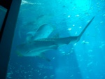 Here's a good shot of both whale sharks passing by.