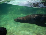 The Sea Lions were active - this was an indoor/outdoor exhibit.