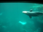 The Beluga Whales were amazing, its hard to tell in this photo, but they were about 20 to 25 feet long.