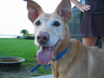 Oh my goodness!  Remember back in the day when the Photo Albums were all about the doggies?  Pean does too, here she is posing for you.