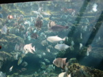 A bunch of freshwater fish swim around.