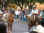 A close up of the bulls...  (Thanks to Andrew for this photo!)