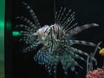 Poisonous, yet amazing...  Paige saw this photo and said it should be called a Porcupine Fish!