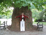 On our walk back from the castle, we spotted this tree.  It wasn't too much taller than what you see in this photo, but it sure was wide!