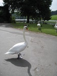 This huge swan practically walked right up to us.  They are amazing birds, especially up close.