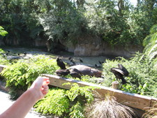 A hippo sunbathes on our Safari trip!