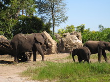 An elephant with her babies (3 and 5 years old!)