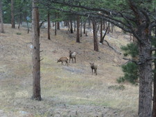 On our way over to Bear Lake, we saw some Elk by the road!  (Samuel was very excited!)