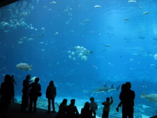 Wow!  Now that is a HUGE aquarium!  