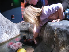 After a little work, we finally get Josie in a position to touch the sea anemone!  It stuck to your finger very lightly, and was very soft.