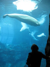 Here's one of the Beluga Whales!