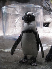 As a Penguin sizes me up!