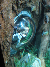 In this photo, Paige, Josie and Uncle Adam look up into the Piranha's tank from the bottom!