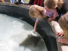 Josie is touching a ray, later she touched a shark!