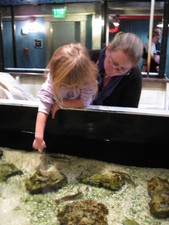 Here's Josie touching a live shrimp!