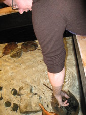 Melanie touches a horseshow crab!