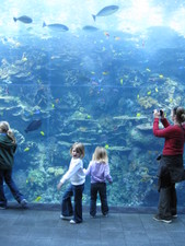 Here we are in the tropical aquarium!  Paige & Josie enjoy looking into the aquarium...