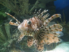 Here's a close-up of the very poisonous lion fish.