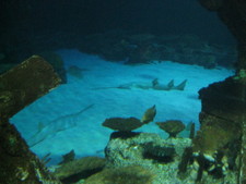 A cool shot of two sawfish sharks...