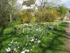 Beautiful spring flowers!