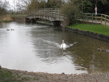 This swan came up to us fairly quickly...