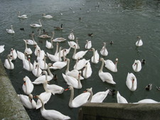 Quite a few swans, wouldn't you say?