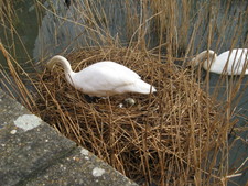 We found these swans guarding their egg. ;)