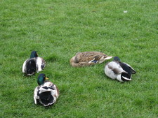 3 guys watchin' over their woman.