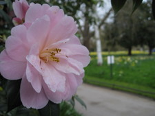 More flowers around the garden.