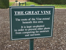 The Great Vine...